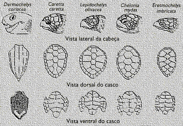 Quadro comparativo das Tartarugas (58 Kb)