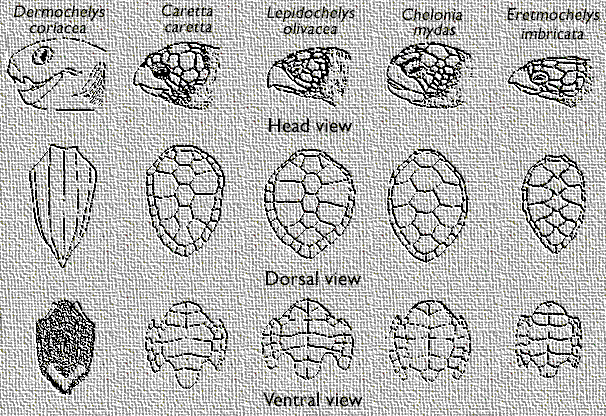 Take a comparative look (58 Kb)