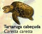 Tartaruga Cabeuda