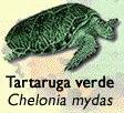 Tartaruga Verde